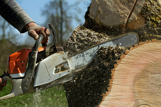 Residential Tree Removal